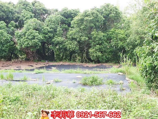 高雄田寮農地-4