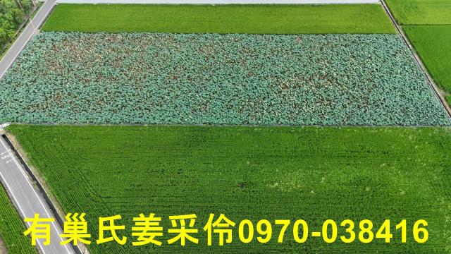 民雄農地-2
