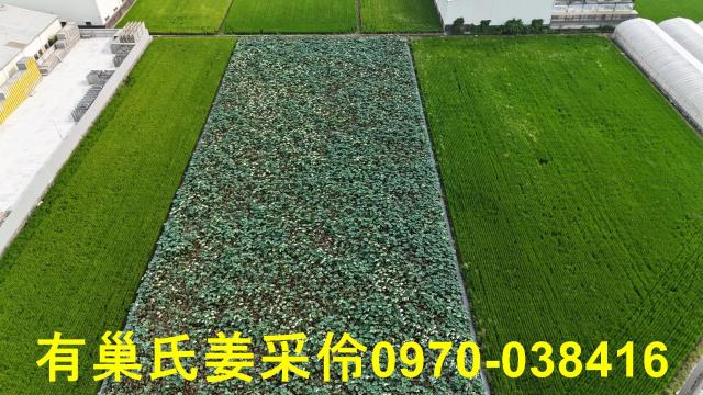 民雄農地-3