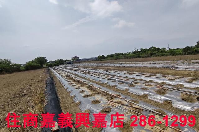 嘉義農地-5