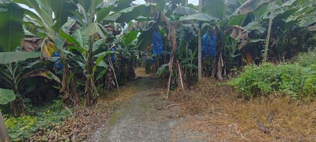 台中東勢農地-3