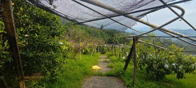 台中東勢農地-5