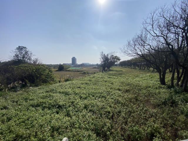 桃園大園農地-1