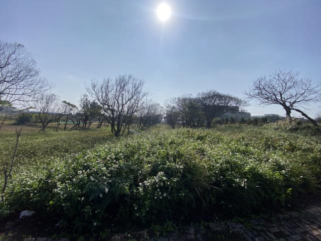 桃園大園農地-4