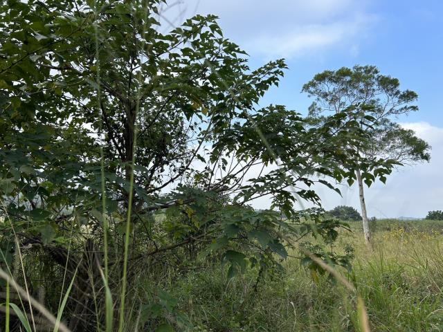 苗栗西湖工業地-0