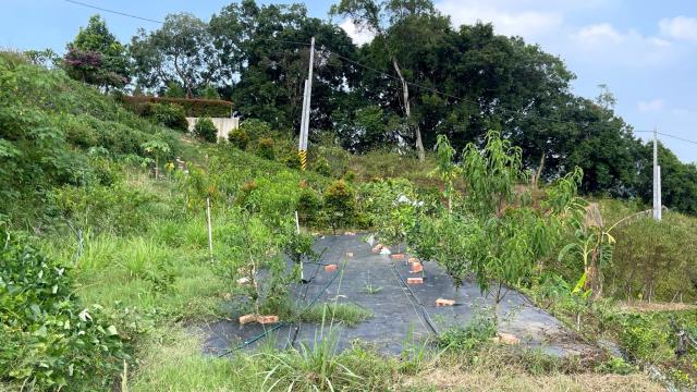 新竹寶山農地-10