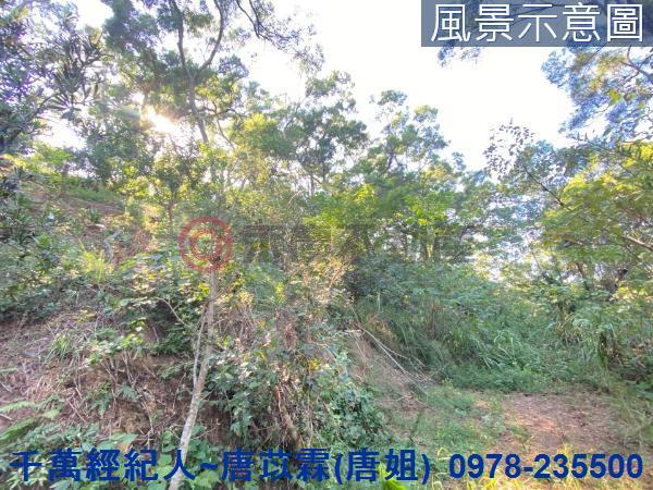 北區林地-2