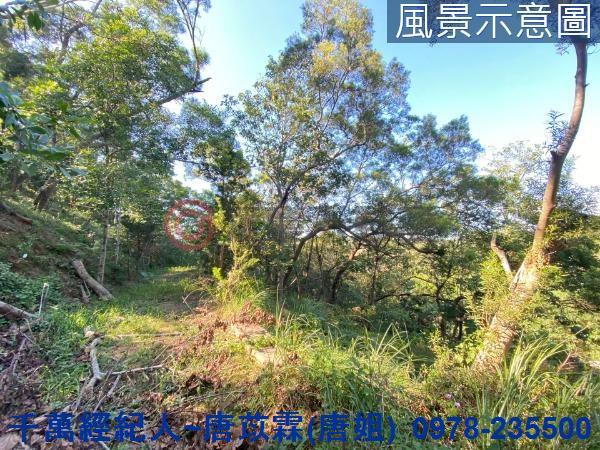 北區林地-5