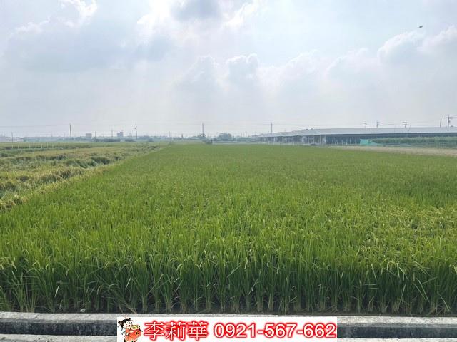 柳營農地-8