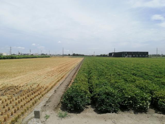 雲林斗南農地-8