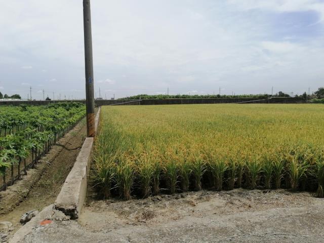 雲林斗南農地-7