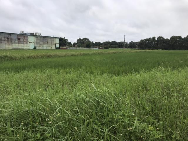 新屋農地-0