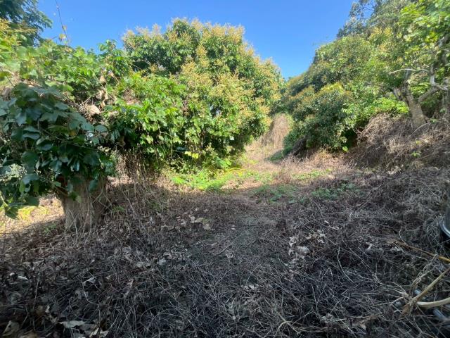 台中太平農地-9