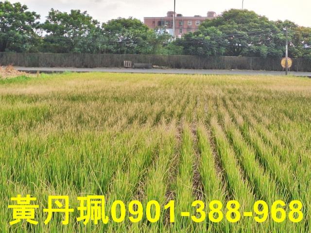 蘆竹農地-2