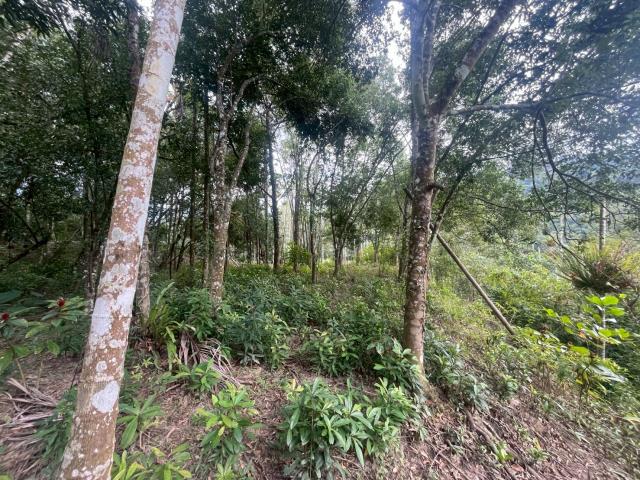 南投鹿谷農地-9