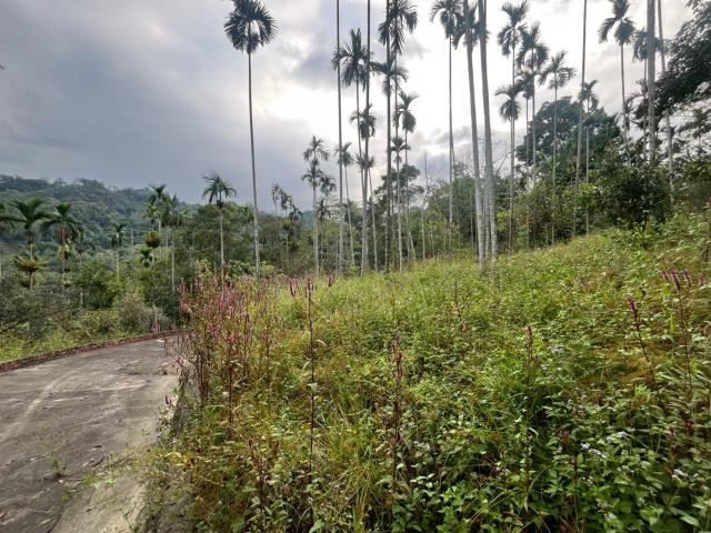 南投鹿谷農地-6