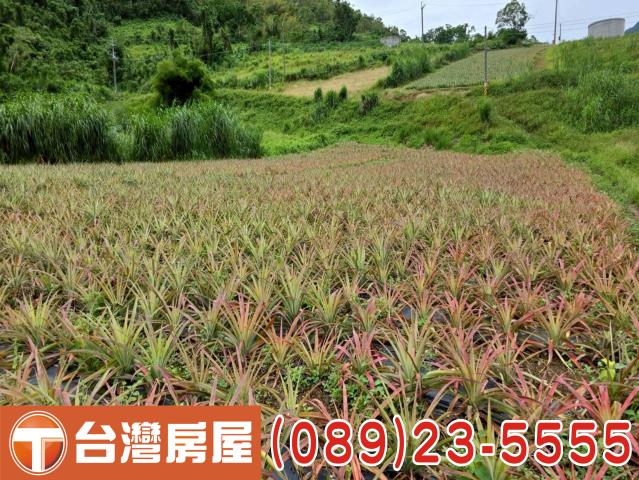 延平農地-6