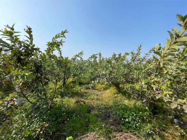 高雄燕巢農地-4