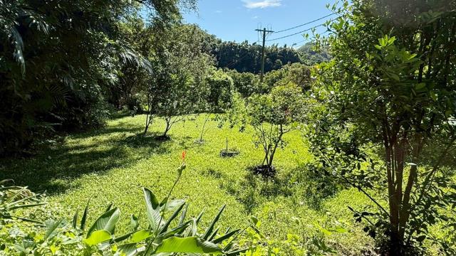 新竹關西農地-11