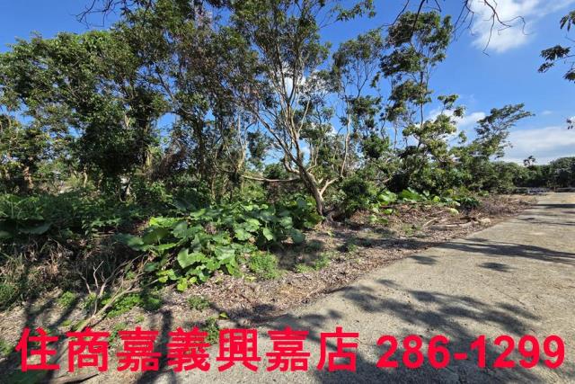 嘉義水上農地-4