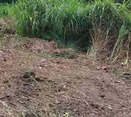 鶯歌大馬路旁都內農地