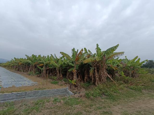 台南玉井農地-9