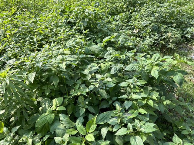 新北八里工業地-3