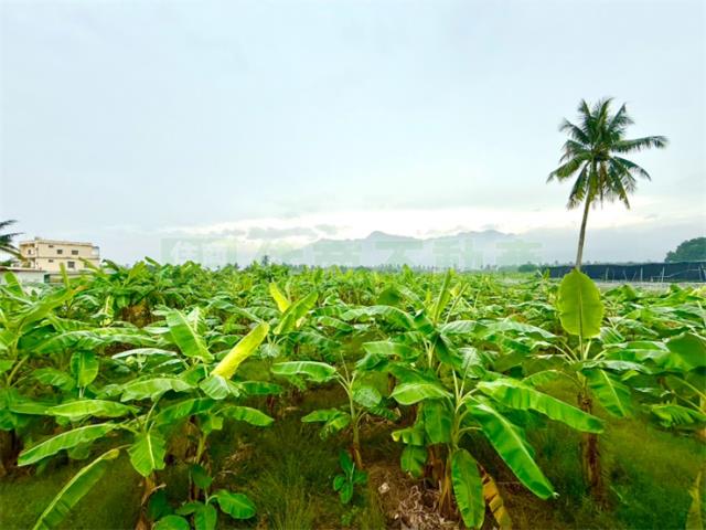 高雄旗山農地-2