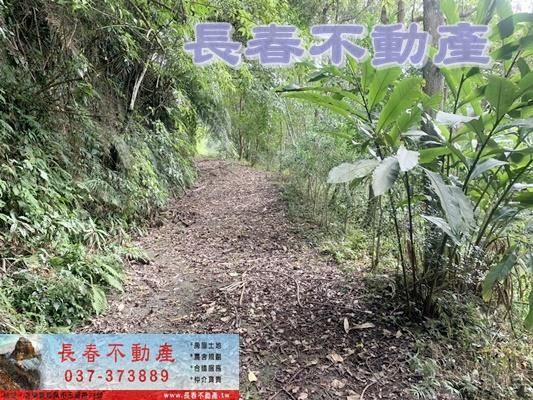 苗栗林地-9