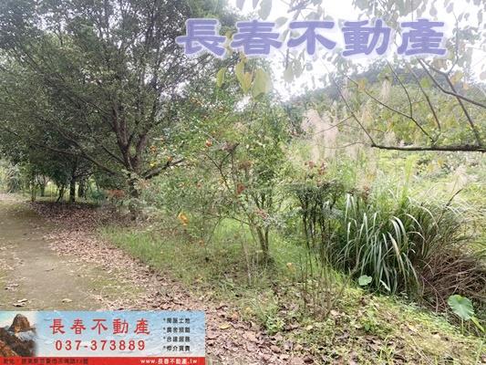 苗栗林地-1