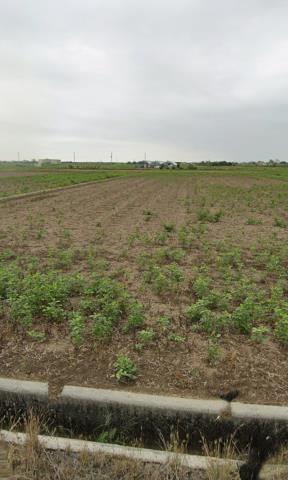 後壁農地拍賣-9