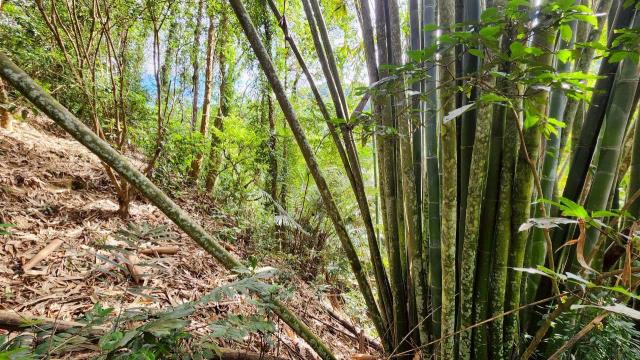 新竹北埔農地-12