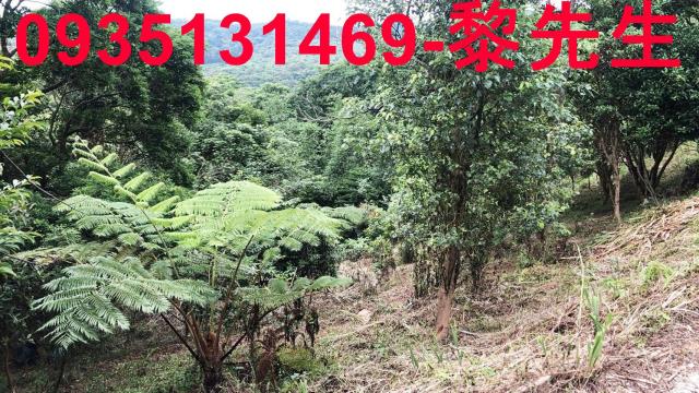 新竹關西農地-14