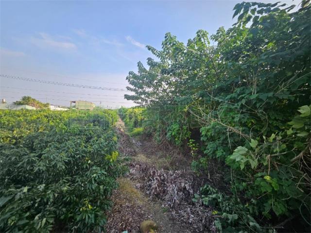 大樹農地-2