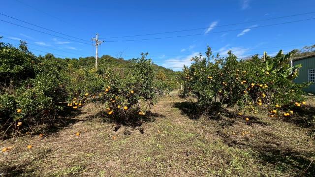 苗栗頭份農地-2
