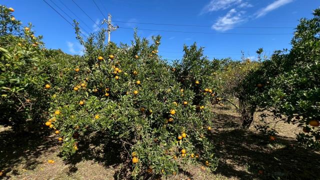 苗栗頭份農地-5