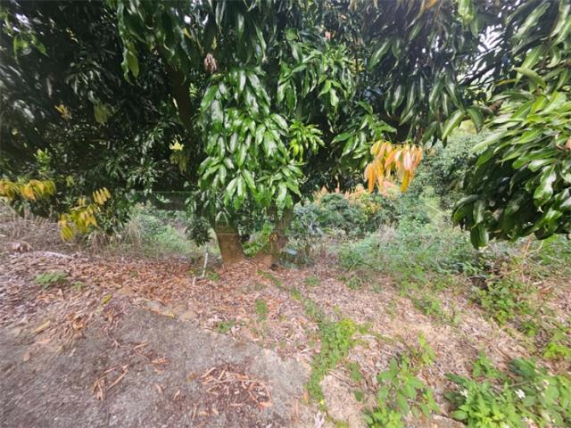 高雄大樹農地-8