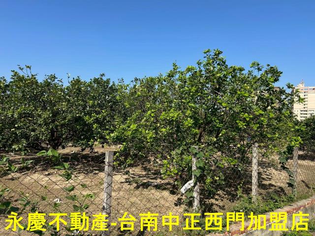 台南麻豆農地-11