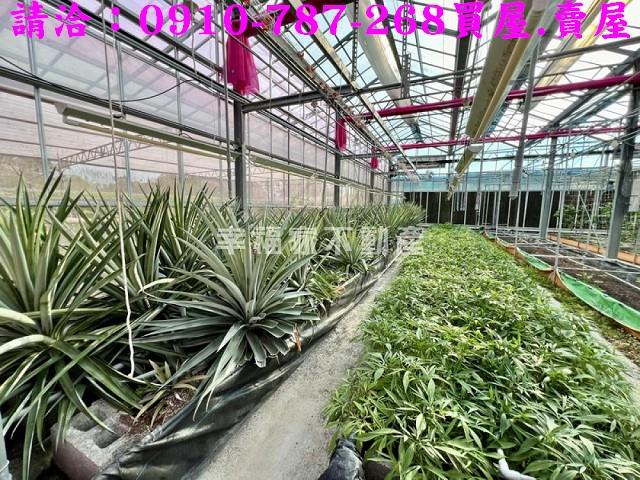 台南楠西農地-10