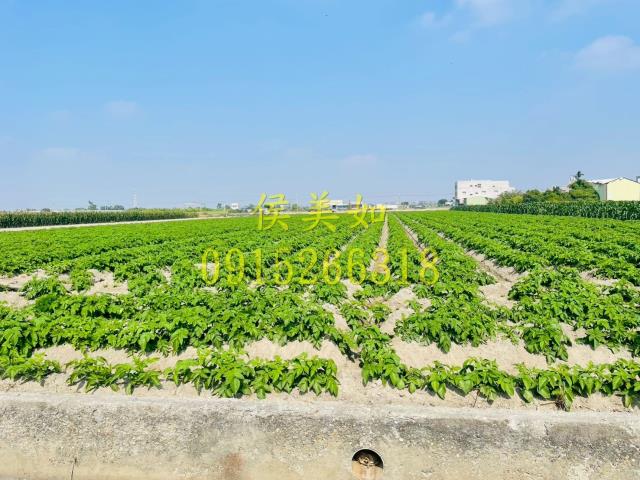 民雄市場民雄火車站民雄國小民雄市區民星巴克東榮國小