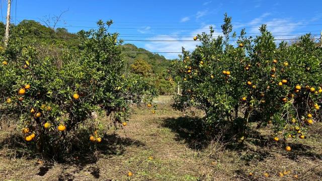 苗栗頭份農地-4