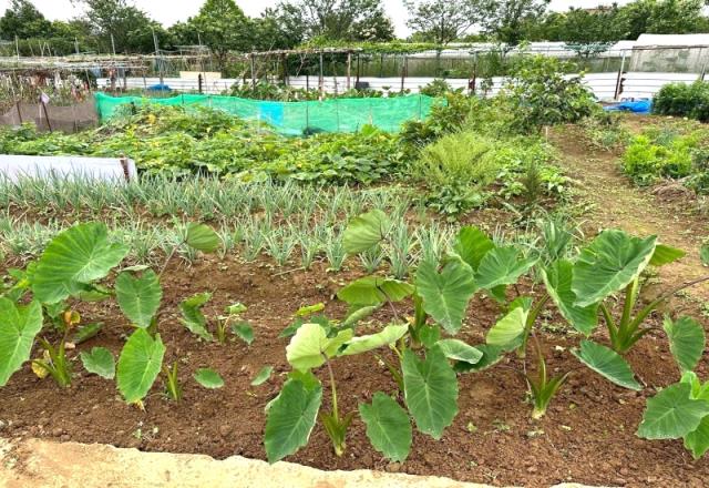 平鎮南勢國小都內農