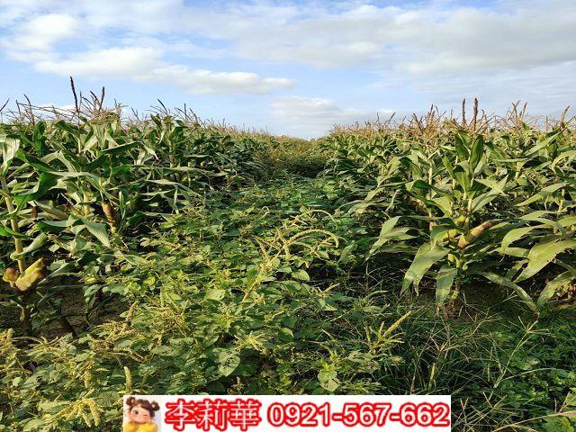 七股農地-8