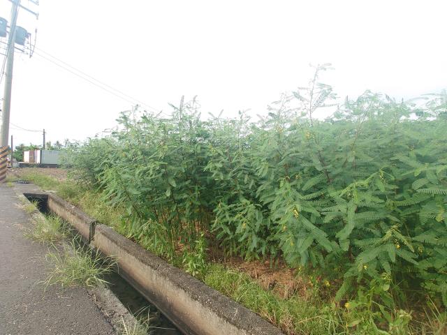 高雄農地-3