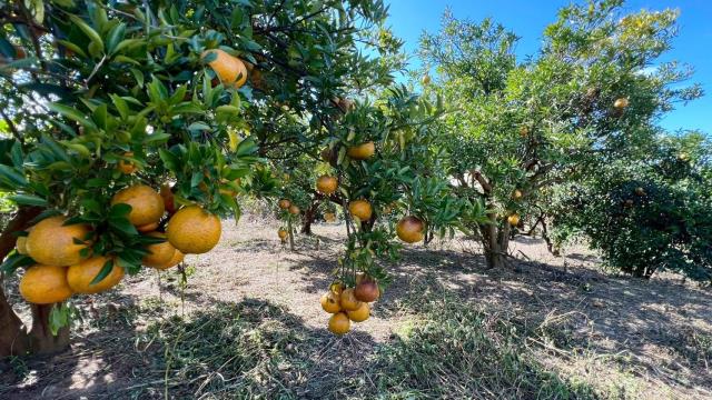 苗栗頭份農地-4