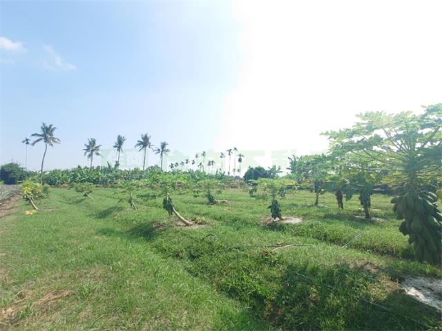 大樹農地-9