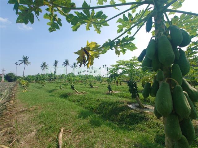 大樹農地-10