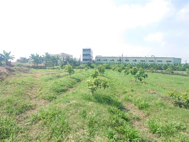 大樹農地-11
