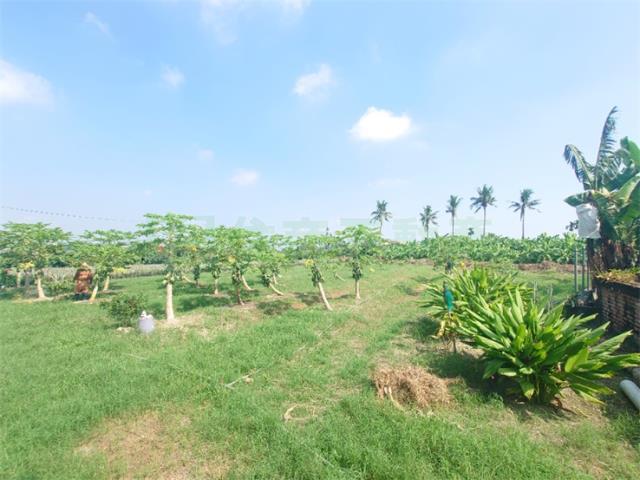 大樹農地-12