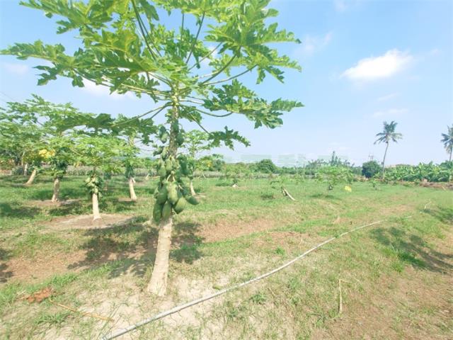 大樹農地-13